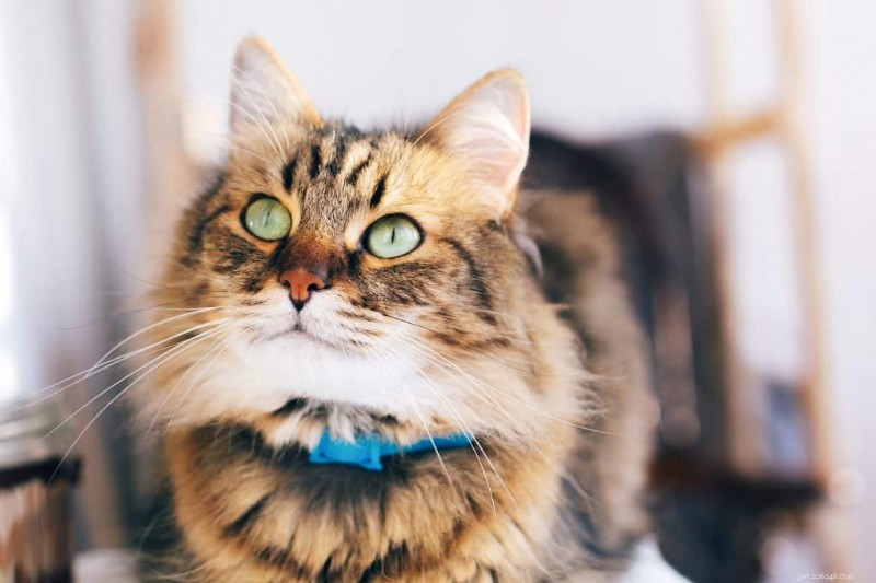 Can Cats Safely Eat Watermelon? Expert Guidance & Key Tips