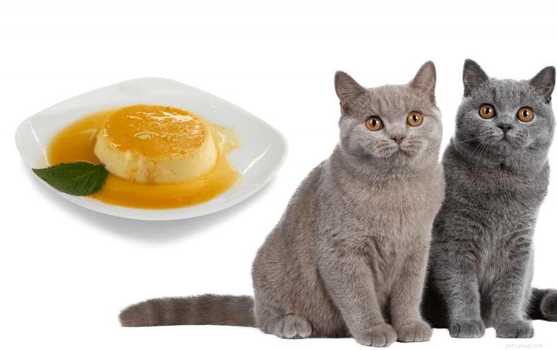 Is Flan Safe for Cats? 7 Risks & Safer Treat Alternatives