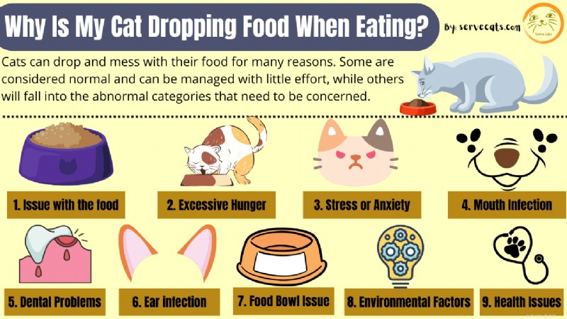 Why Does My Cat Drop Food While Eating? 9 Common Causes & Solutions