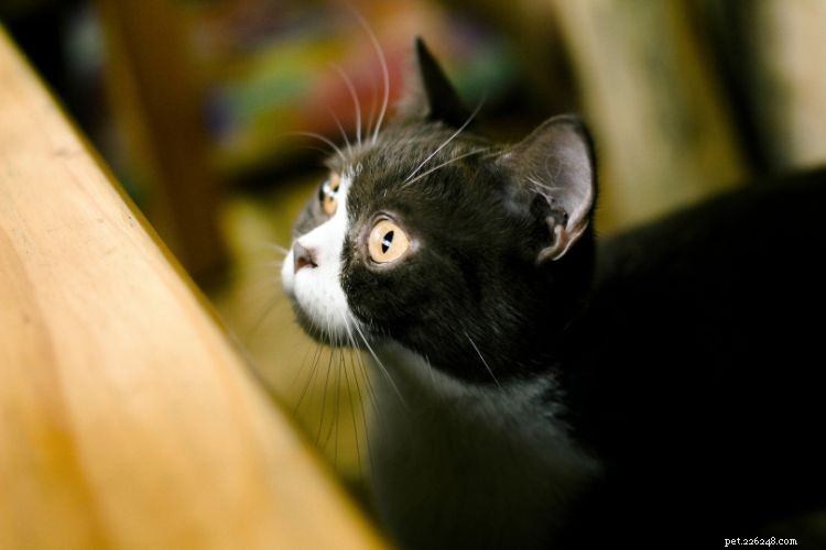 10 Expert-Backed Signs Your Cat Is Trying to Communicate — And How to Read Them