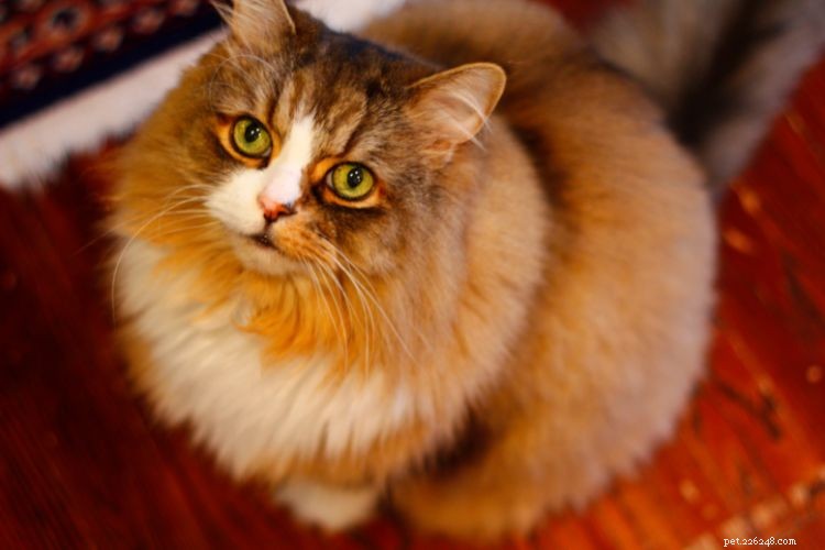 10 Expert-Backed Signs Your Cat Is Trying to Communicate — And How to Read Them