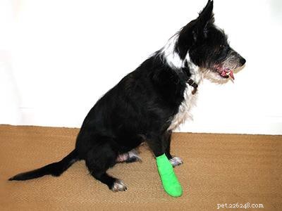 How to Care for Disabled Dogs and Cats: Expert Tips for a Happier Life