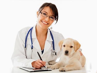 How to Care for Disabled Dogs and Cats: Expert Tips for a Happier Life