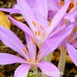 13 Common Houseplants That Are Toxic to Cats – What Every Owner Needs to Know