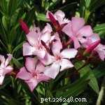 13 Common Houseplants That Are Toxic to Cats – What Every Owner Needs to Know