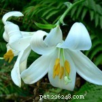 Top 10 Cat Poisons You Must Know About