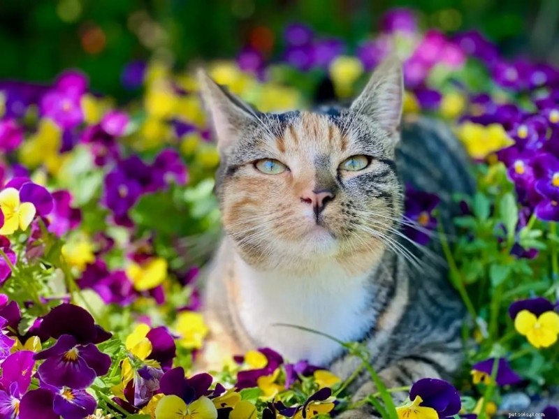 Designing a Safe Outdoor Oasis for Your Cat