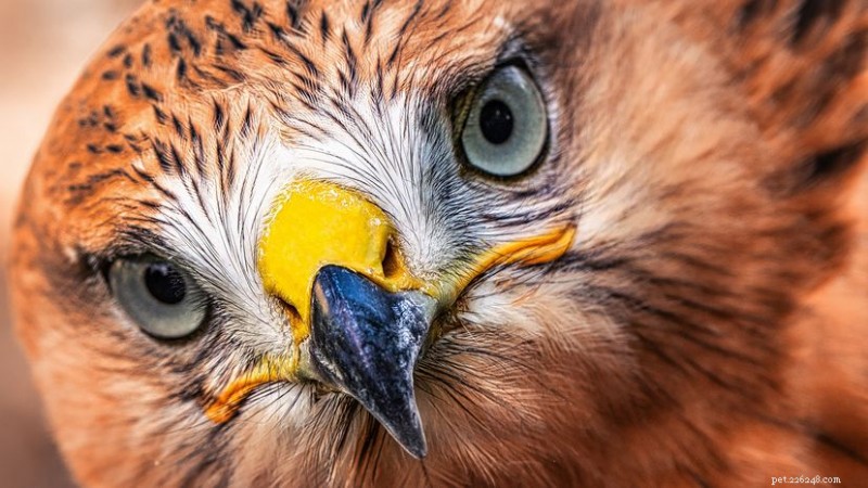 North America’s Largest Birds: From the Majestic California Condor to the Powerful Harpy Eagle