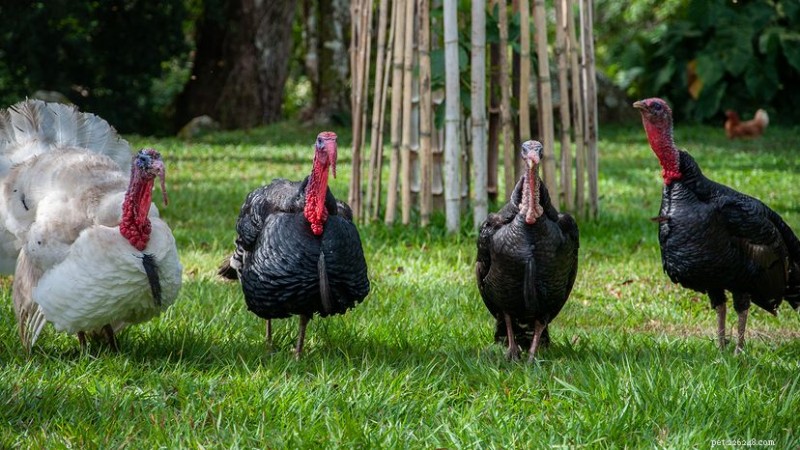 What Do You Call a Group of Turkeys? The Surprising Answer Is a Rafter