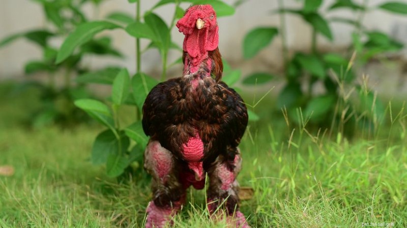 The Most Expensive Chickens: From $6,000 Ayam Cemani to Vietnam’s Royal Dong Tao