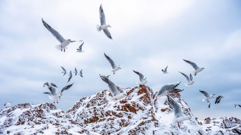 15 Stunning White Bird Species Spanning Continents