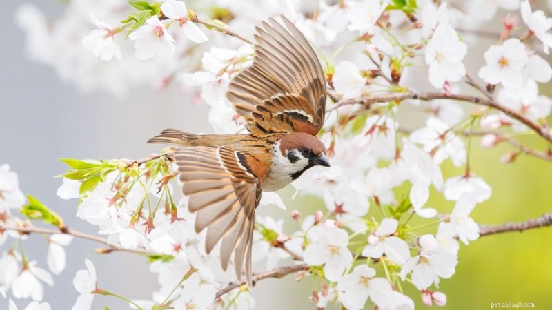 15 Common Brown Birds to Spot Across the Northern Hemisphere