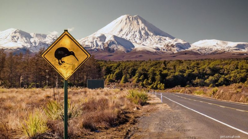 Kiwi Birds: Small Flightless Birds Linked to Emus, Ostriches, and Elephant Birds