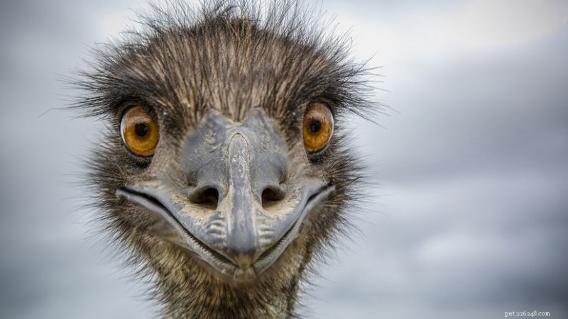 Emu vs. Ostrich: Size, Speed, and Habitat Showdowns