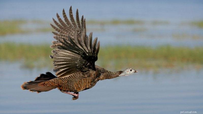 What Turkeys Eat: A Complete Guide to Wild and Farm‑Raised Diets