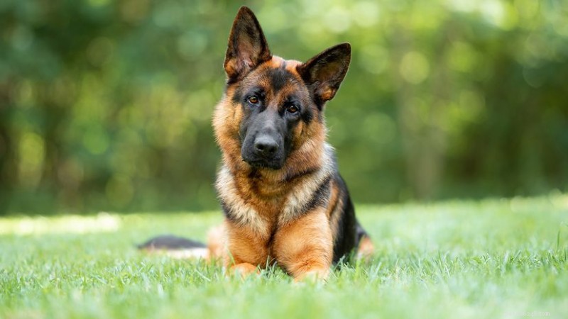 Belgian Malinois vs. German Shepherd: Which Working Dog Suits Your Lifestyle?