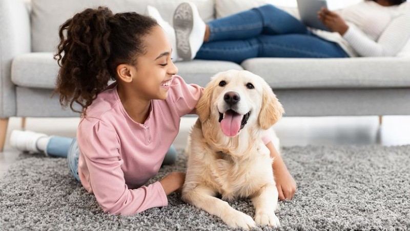 English vs. American Labrador Retrievers: How Regional Breeding Shapes Build, Temperament, and Purpose