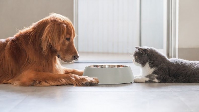 Why Do Dogs Eat Cat Poop? Causes, Risks, and How to Stop It
