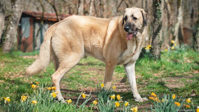 Anatolian Shepherd vs. Kangal: What Sets Turkey’s Legendary Guardian Breeds Apart