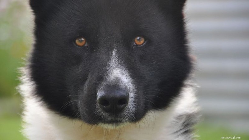Bear Dogs: Strength, Loyalty, and Their Role in Wildlife Management