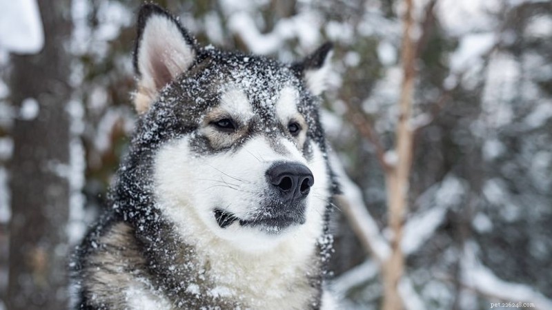 Alaskan Malamutes: Legendary Arctic Workhorses Built for Endurance