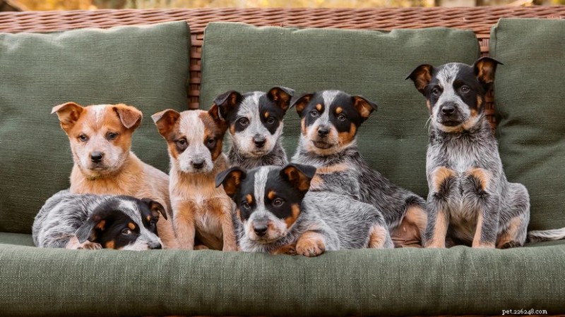 Red Heeler vs. Blue Heeler: Same Breed, Different Coats – The Australian Cattle Dog Explained