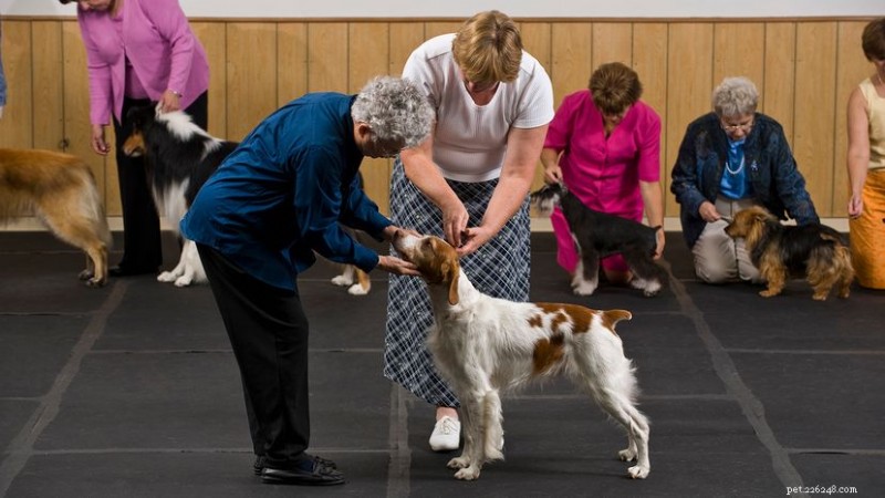 The Six Dog Groups You’ll Encounter at Official Dog Shows