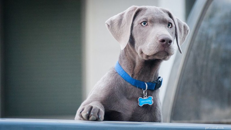 Why Two‑Syllable Names Are the Most Popular for Dogs