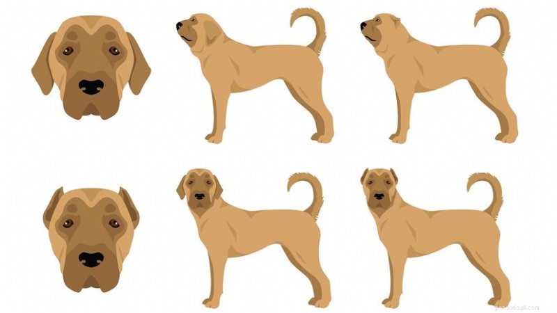 Aksaray Malaklisi (Turkish Mastiff): Turkey’s Largest Livestock Guardian Dog
