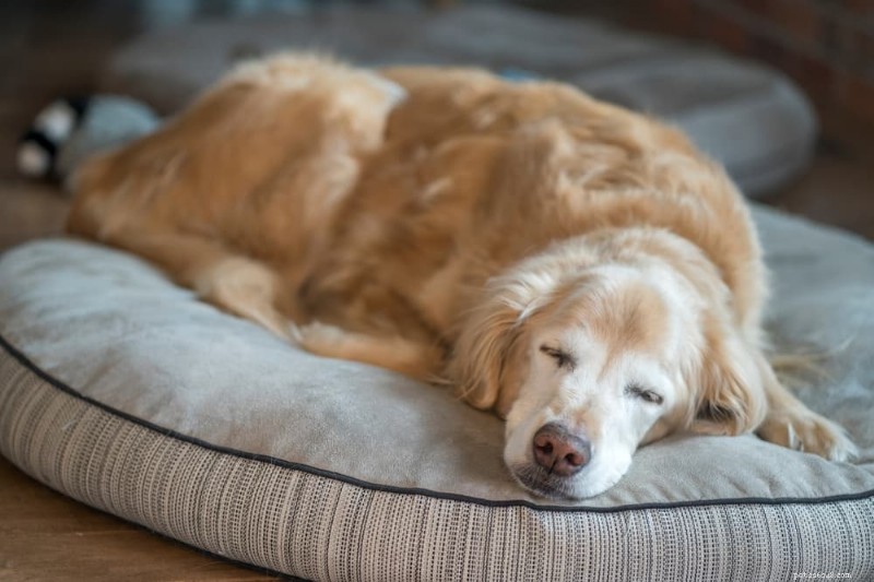 8 Critical Signs of Heart Disease & Heart Failure in Dogs