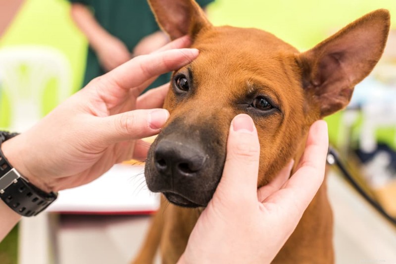Understanding Pannus in Dogs: Symptoms, Diagnosis, and Proven Treatment Strategies