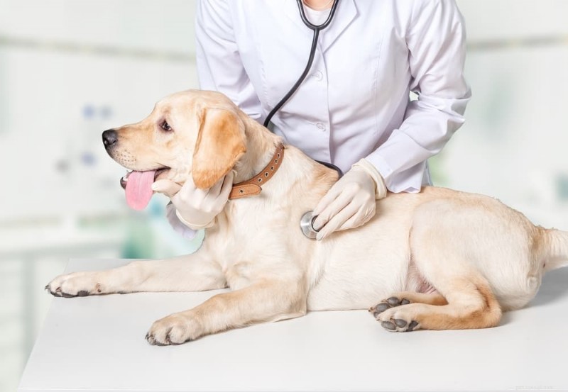 Optimal Veterinary Visit Frequency for Your Dog: A Practical Guide