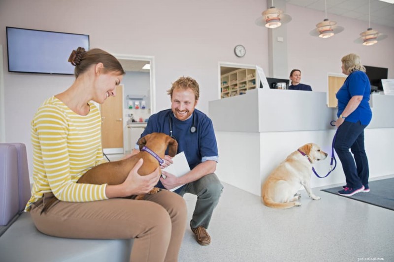 Optimal Veterinary Visit Frequency for Your Dog: A Practical Guide
