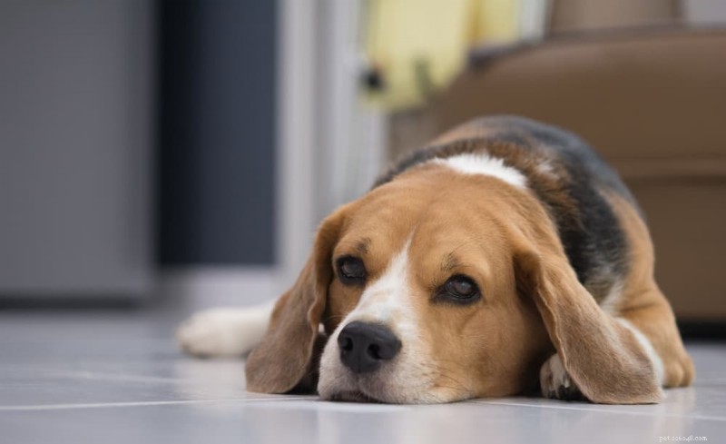 What Causes Your Dog’s Hind Legs to Weakness? Signs, Causes & Expert Treatment Options
