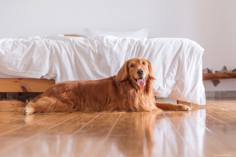 What Causes Your Dog’s Hind Legs to Weakness? Signs, Causes & Expert Treatment Options