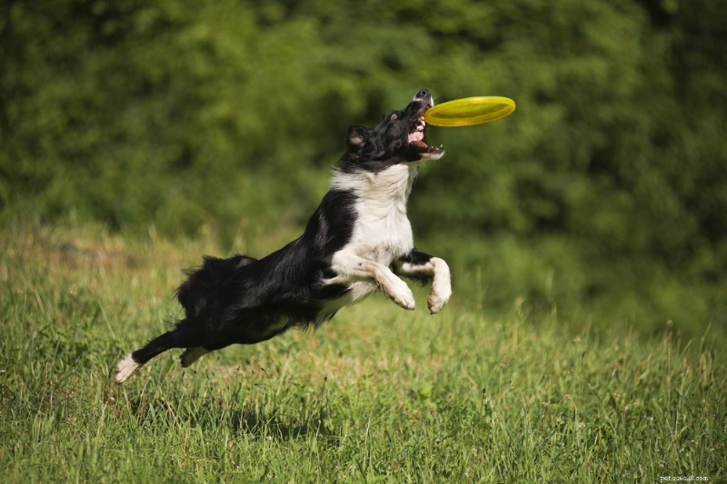 10 Proven Exercises to Safely Reduce Your Dog’s Weight