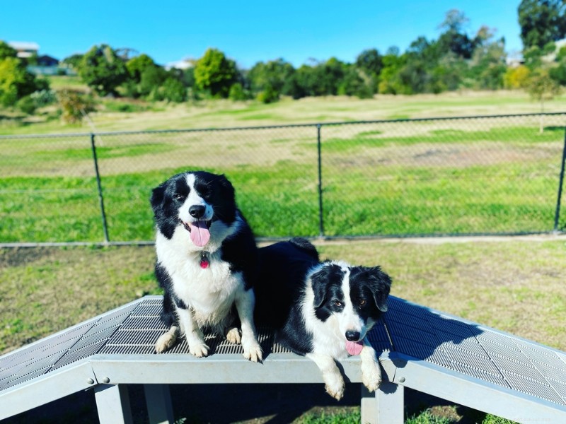 10 Proven Exercises to Safely Reduce Your Dog’s Weight