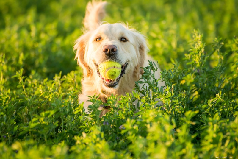 10 Proven Exercises to Safely Reduce Your Dog’s Weight