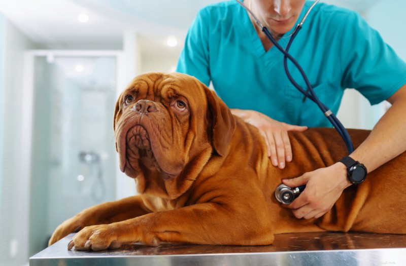 Understanding Dog Muscle Spasms: Causes, Symptoms, and Effective Care