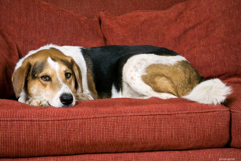 Understanding Dog Muscle Spasms: Causes, Symptoms, and Effective Care