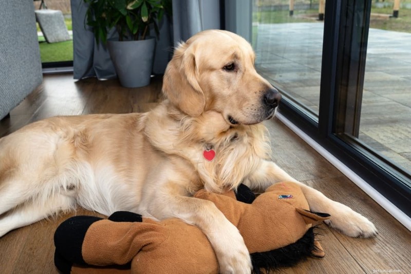 Understanding and Treating Torn ACL (CCL) Injuries in Dogs