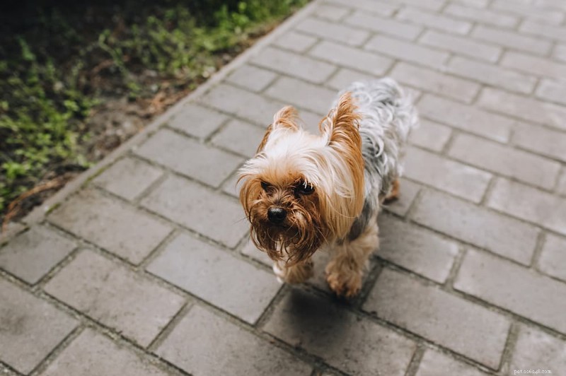 Hemorrhagic Gastroenteritis (AHDS) in Dogs: Symptoms, Diagnosis, and Rapid Treatment