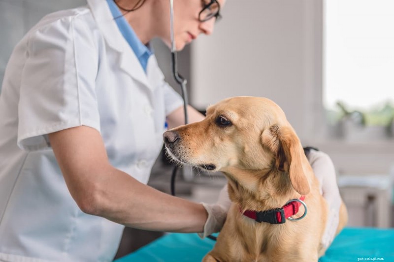 Hemorrhagic Gastroenteritis (AHDS) in Dogs: Symptoms, Diagnosis, and Rapid Treatment