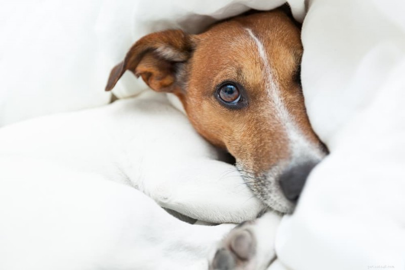 Hemorrhagic Gastroenteritis (AHDS) in Dogs: Symptoms, Diagnosis, and Rapid Treatment