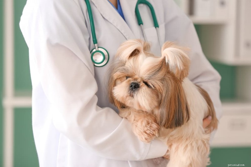 Hemorrhagic Gastroenteritis (AHDS) in Dogs: Symptoms, Diagnosis, and Rapid Treatment