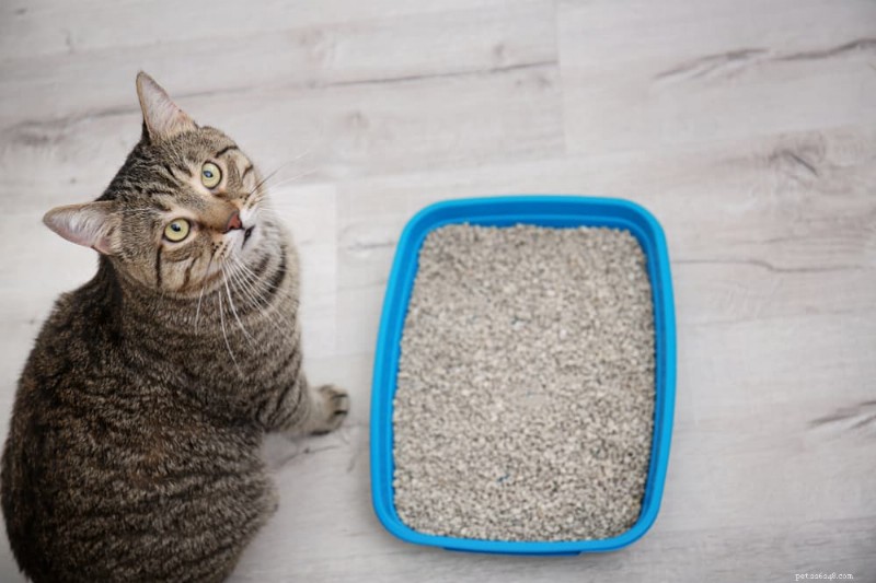 Feline Lower Urinary Tract Disease (FLUTD): Symptoms, Causes, Diagnosis, and Treatment