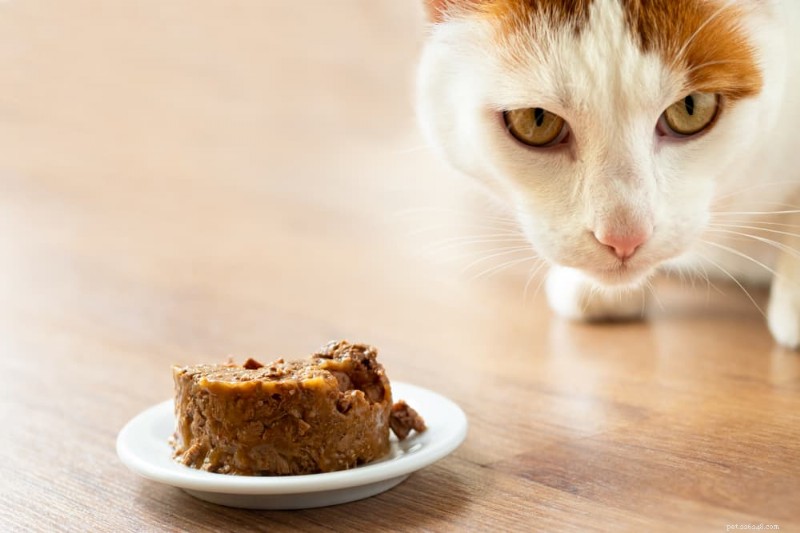 Feline Lower Urinary Tract Disease (FLUTD): Symptoms, Causes, Diagnosis, and Treatment