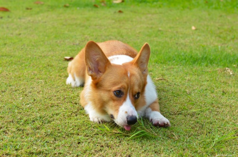 Why Dogs Eat Grass – The Science, Safety, and When to Worry