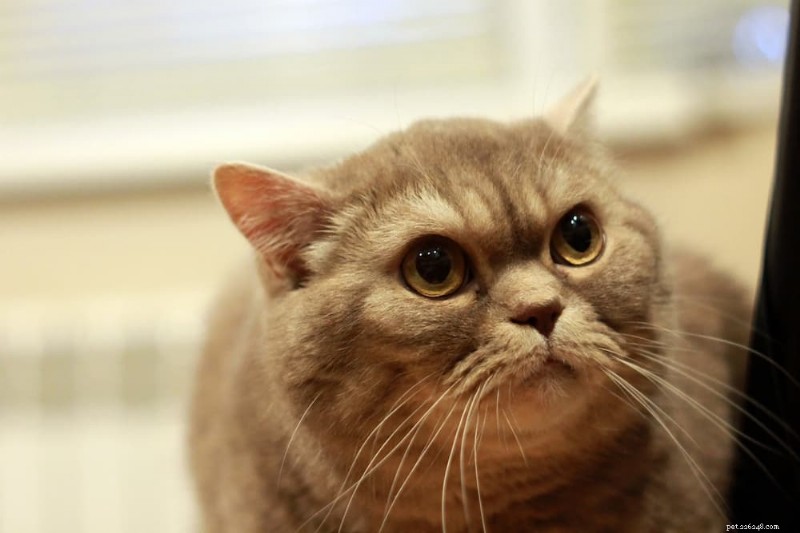 Why Does My Cat Exhibit Clingy Behavior? Expert Insights & Solutions