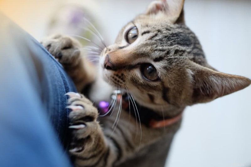 Why Does My Cat Exhibit Clingy Behavior? Expert Insights & Solutions